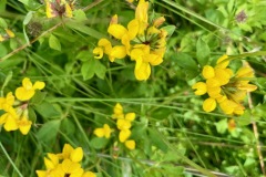 Greater Birds-foot-trefoil (Lotus pedunculatus)