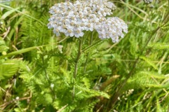 Noble yarrow (Achillea nobilis)