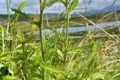 Noble yarrow (Achillea nobilis)