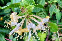 Honeysuckle (Lonicera periclymenum)
