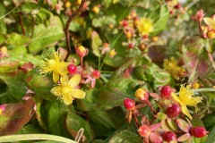 Tutsan (Hypericum androsaemum), also known as St. Johns Wort, a well-known medicinal