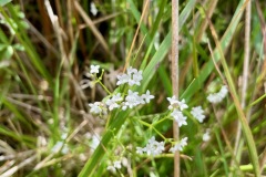 Common marsh bedstraw (Galium palustre)