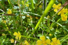 Tormentil (Potentilla erecta)