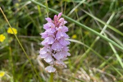 Heath Spotted-orchid