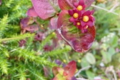Tutsan (Hypericum androsaemum), also known as St. Johns Wort, a well-known medicinal