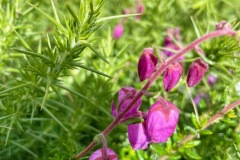 St Dabeocs heath (Daboecia cantabrica), named after an early Irish saint