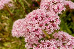 Marsh valerian (Valeriana dioica)