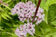 Marsh valerian (Valeriana dioica)