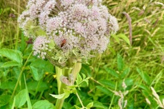 Wild Angelica (Angelica sylvestris)