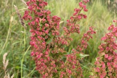 Water dock (Rumex aquaticus)