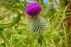 Cruel thistle (Cirsium ferox)