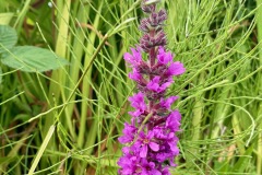 Purple Loosestrife (Lythrum virgatum)
