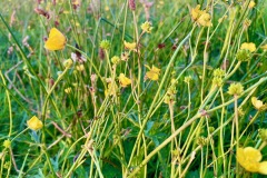 Buttercups and Clover