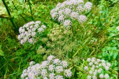 Wild Angelica