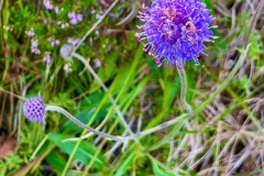 Devil\'s-bit Scabious (Succisa pratensis Moench): a key host flower for the endangered Marsh Fritillary butterfly
