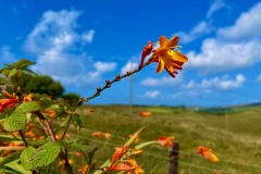Extremely pretty but terrible, the invasive Montbretia (Crocosomia)