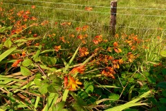 Invasive Montbretia (Crocosomia)