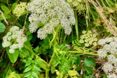 More Wild Angelica (not the invasive hogweed, which looks quite similar)