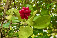 Native Honeysuckle berries (Lonicera periclymenum)
