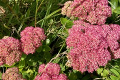 Orpine (Hylotelephium telephium) Autumn Harvest variety