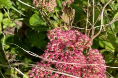 Orpine (Hylotelephium telephium), a medicinal plant welcome to bees 