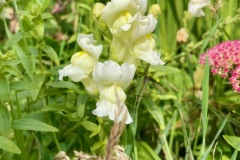 Large Snapdragon (Antirrhium latifolium), from the Mediterranean regions of Europe