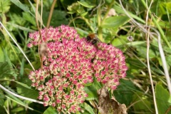 Orpine (Hylotelephium telephium)